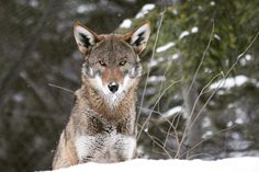 a wolf standing in the snow with trees behind it