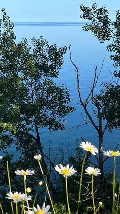 daisies are growing in the foreground, with trees and water in the background