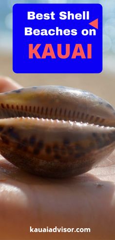 a close up of a person's hand holding a seashell with the words best shell beaches on kauai above it