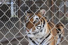 a tiger behind a chain link fence looking at something