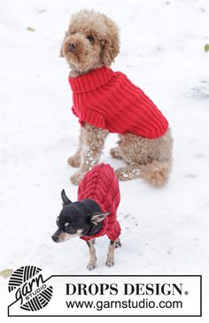 two small dogs wearing sweaters in the snow