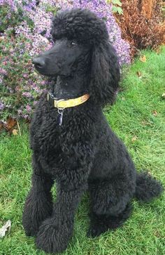 a black poodle is sitting in the grass