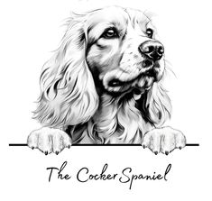 a black and white drawing of a cocker spaniel holding a sign that says the cocker spaniel