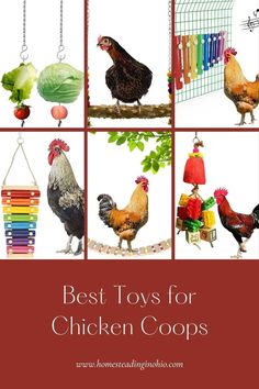 the best toys for chicken coops are on display in this book, which features pictures of