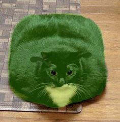 a green cat sitting on top of a wooden floor