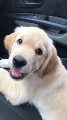 a dog sitting in the back seat of a car with its paws on the steering wheel