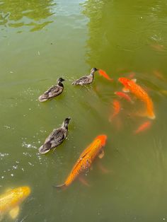 ducks and orange fish swimming in a pond