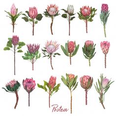 watercolor protea flowers on white background