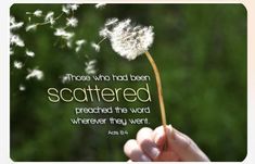 a hand holding a dandelion with the words those who had been scattered prepared the word wherever they want