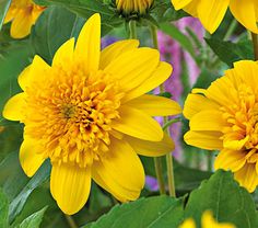 yellow flowers with green leaves in the background