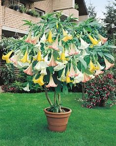 the flowers are blooming in the potted plant on the lawn, and it's very colorful