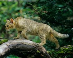 a cat walking on top of a tree branch