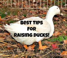 a white duck sitting on top of leaves next to a fence with the words best tips for raising ducks