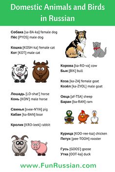 some animals and birds are shown in this graphic style, with the words domestic animals and birds in russian