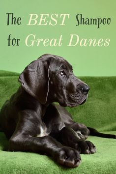 a black dog laying on top of a green couch with the words, diabets what to know to help your pet