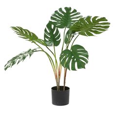 a plant with large green leaves in a black pot on a white background is shown