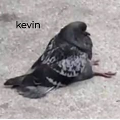 a pigeon is sitting on the ground eating something