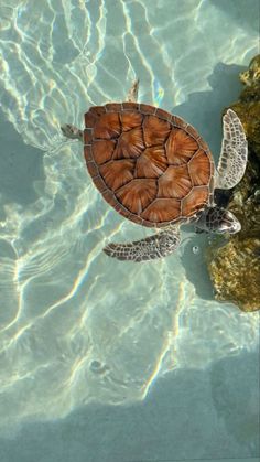 a sea turtle swimming in clear blue water