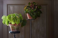 two potted plants sitting on top of metal stands