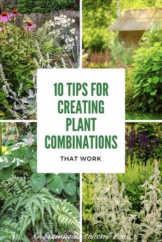 Plant Combinations: 10 Tips For Creating Flower Combinations That Work Spirea Bush, Flower Combinations, Bush Garden, Sun Loving Plants, Vegetable Garden For Beginners, Short Plants, Flower Colors, Easy Landscaping, Evergreen Plants