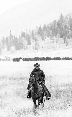 a man riding on the back of a horse through a field filled with cattle in black and white