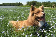 a dog laying in the middle of a field full of blue and white wildflowers