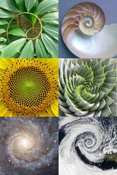 the four images show different types of plants and animals in their natural habitat, including spirals