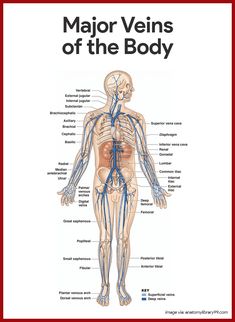 the major veins of the body