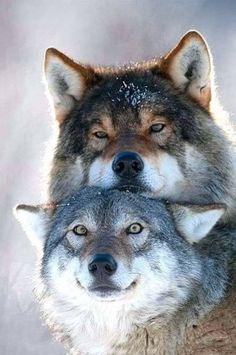 two grey wolfs are cuddling together with each other in front of the camera