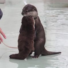 an otter standing on its hind legs while being petted by someone's hand