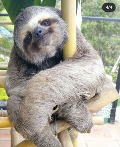 a sloth is sitting on a bamboo pole