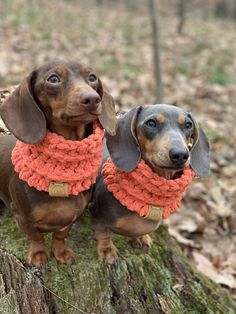 two dachshunds standing on top of a tree stump in the woods wearing knitted collars