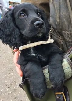 a black dog is sitting in a green bag and it's owner has his arm wrapped around him