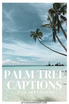 palm trees on the beach with text that reads palm tree captions for instagram