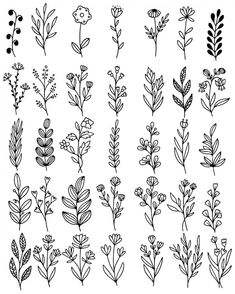 different types of flowers and plants drawn in black ink on white paper stock photo, images and