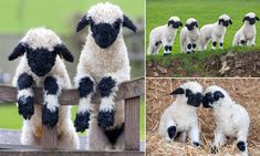 four pictures of sheep with black and white fur on their backs, one is jumping over the fence