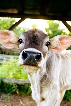 a baby cow standing in the grass with it's ears up looking at the camera