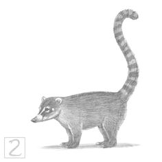 Coati drawing, facing left with long tail, drawn in graphite pencil. Mammal Drawing, Speed Drawing Videos, Wildlife Illustration, Animal Sketch, Drawing Tutorials For Beginners, New Drawing, What To Draw