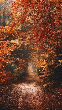 a path in the woods with lots of leaves on it and trees lining both sides