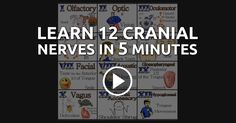 the words learn 12 cranial neves in 5 minutes