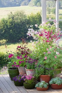 several potted plants on a wooden deck in front of an open window with grass and flowers