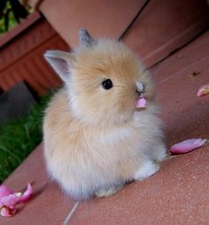 a small hamster sitting on top of a wooden floor next to pink flower petals