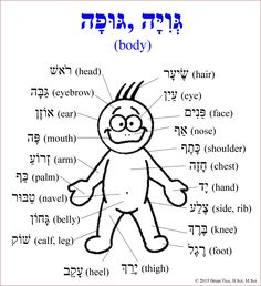 an image of the parts of a body in hebrew language, with words and pictures on it