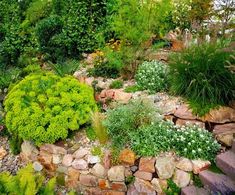 a garden filled with lots of green plants and rocks