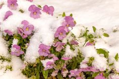 purple flowers are growing out of the snow covered planter with green leaves on it