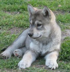 a gray and white dog laying on top of green grass