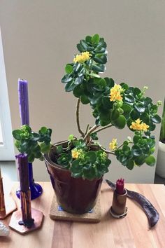 a small potted plant sitting on top of a wooden table next to other items