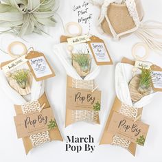 the march pop - up is out and it's ready to be filled with air plants