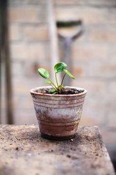 a small potted plant sitting on top of a stone table next to a brick wall