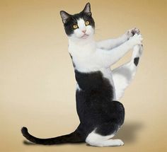 a black and white cat standing on its hind legs